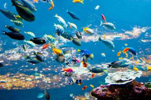 Passer une journée à l’aquarium de Biarritz